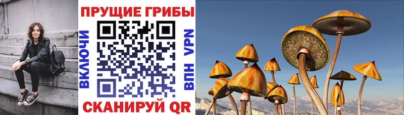 Галлюциногенные грибы Cubensis  Пушкино 